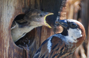 Male House Sparrow feeds its young at the entrance of a nest box