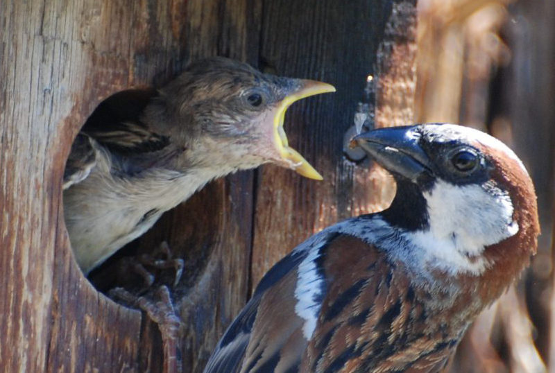Male House Sparrow feeds its young at the entrance of a nest box