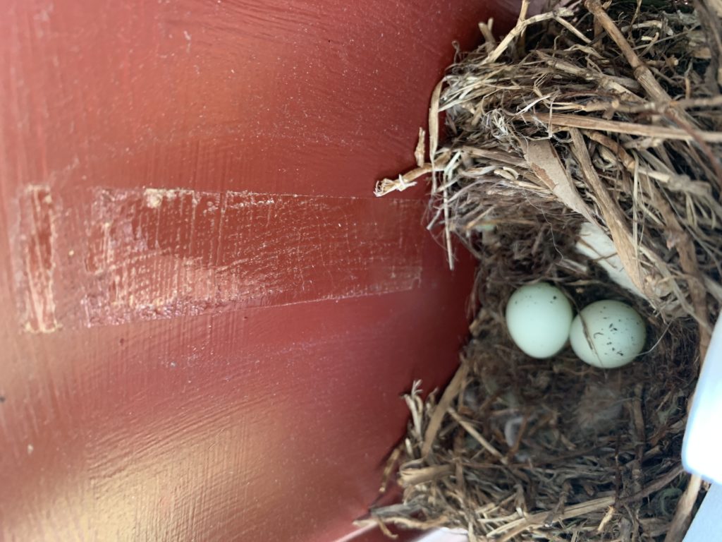 NestWatch Cowbird egg in house finch nest NestWatch