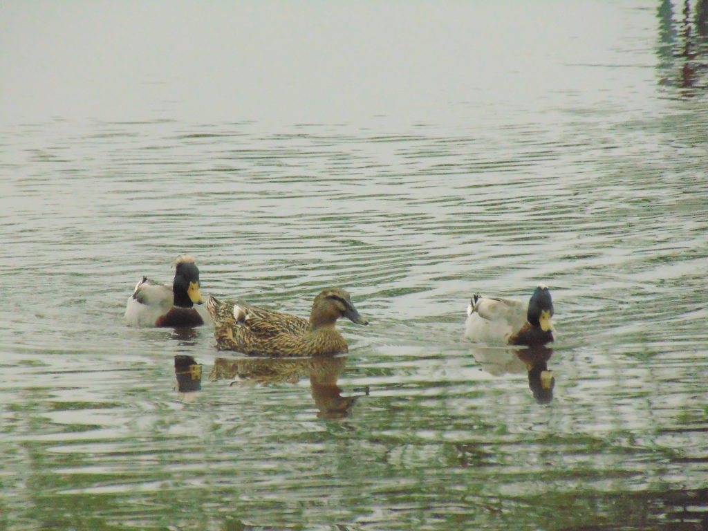 NestWatch | 3 Mallards swimming in the pond. - NestWatch