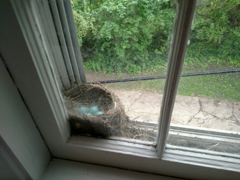 American Robin nest on a windowsill