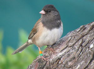 Dark eyed Junco (oregon subspecies) with colorful leg bands