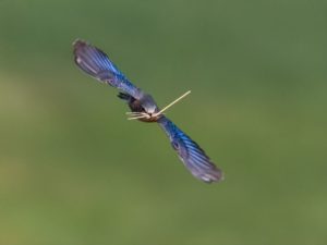 Eastern Bluebird flying with nesting material
