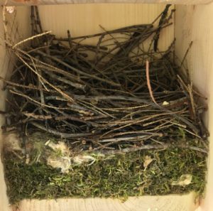 twiggy House Wren nest atop a mossy chickadee nest in a nest box