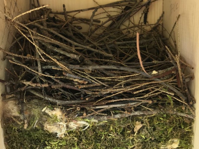twiggy House Wren nest atop a mossy chickadee nest in a nest box