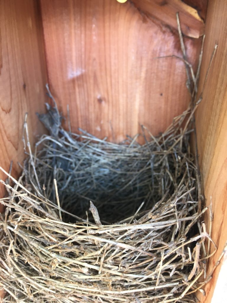 NestWatch | Eastern Bluebird Nest! - NestWatch