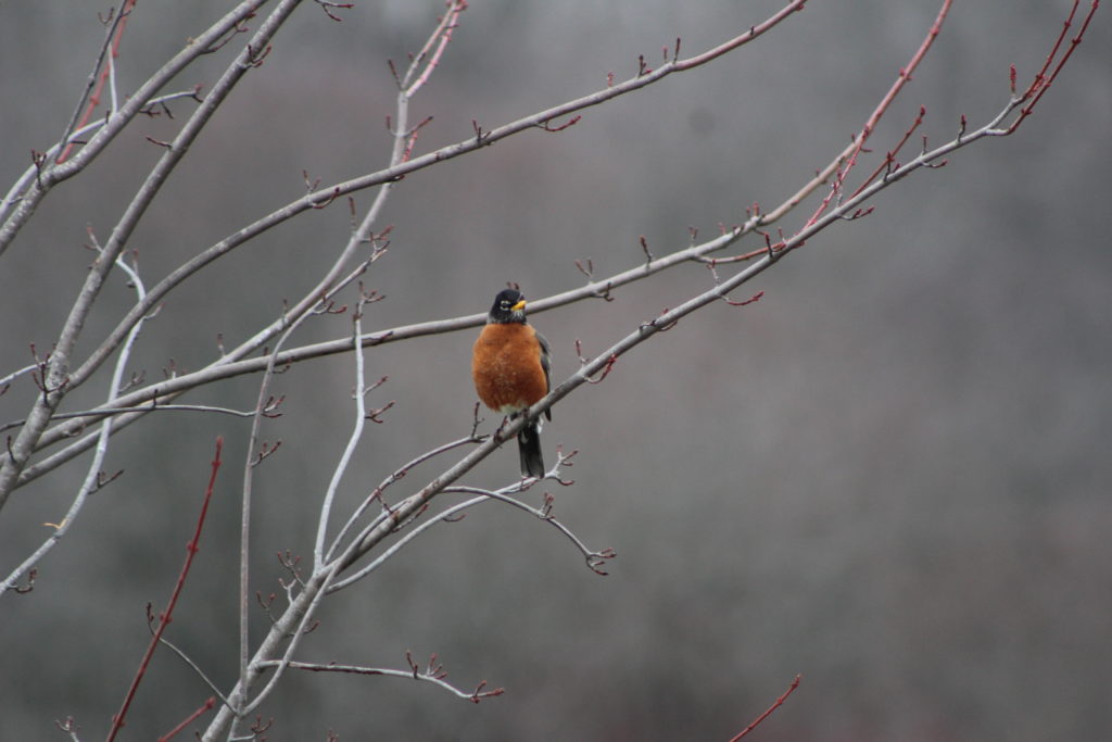 NestWatch Male American Robins in my yard NestWatch