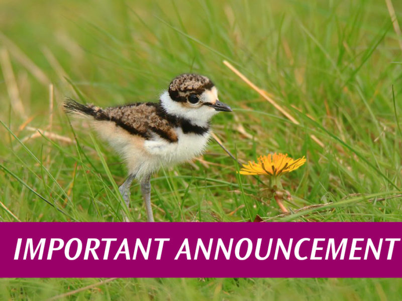 Killdeer chick with the text "Important Announcement" overlaid.