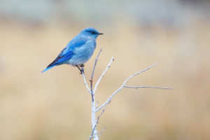 Mountain Bluebird on a branch