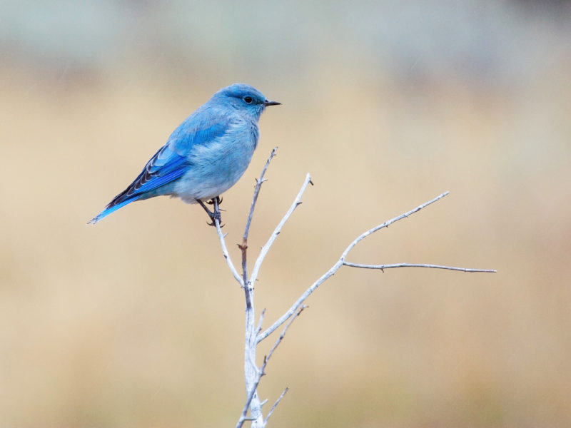 Mountain Bluebird on a branch