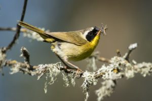 Common YEllowthroat with insects in its bill