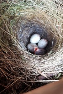 three eggs and a nestling in the grass-lined nest