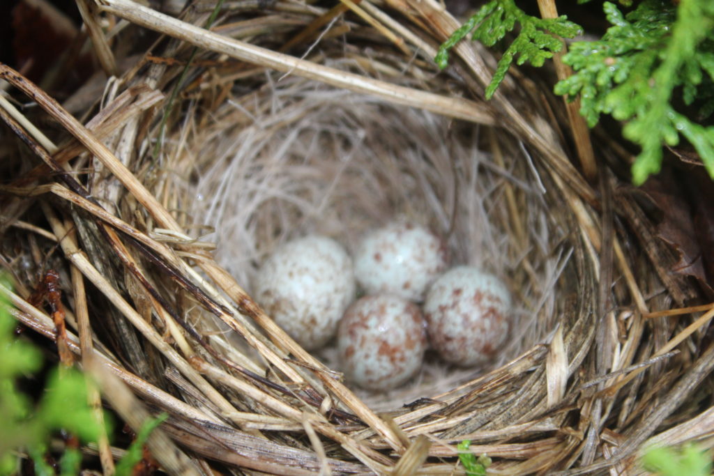 NestWatch Song Sparrow nest with a cowbird egg! NestWatch