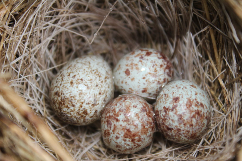 Nestwatch Song Sparrow Nest With A Cowbird Egg Nestwatch