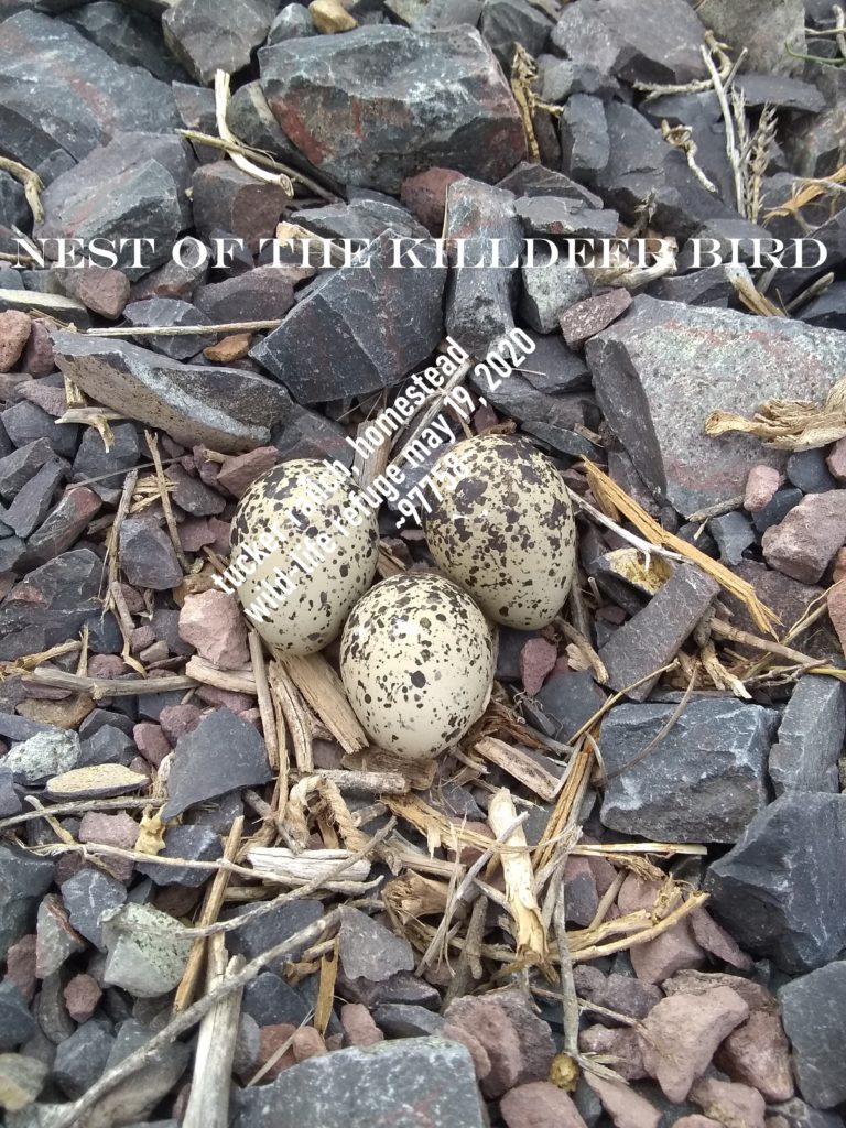 NestWatch Killdeer mama a single parent NestWatch