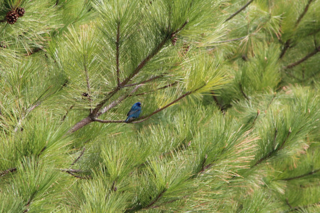 NestWatch First Indigo Bunting of 2020 NestWatch