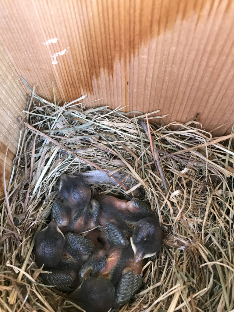 NestWatch | eastern bluebird eggs & nestlings - NestWatch