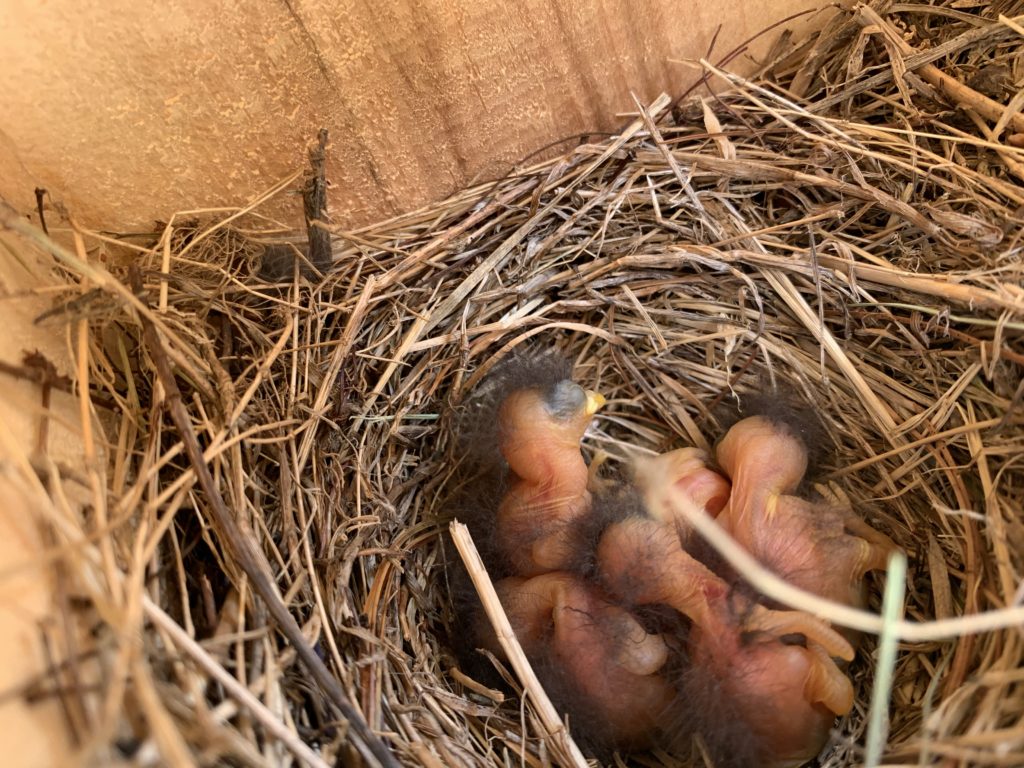 NestWatch | Eastern Bluebird Hatchlings - NestWatch