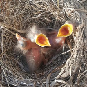 three american robin chicks in a nest