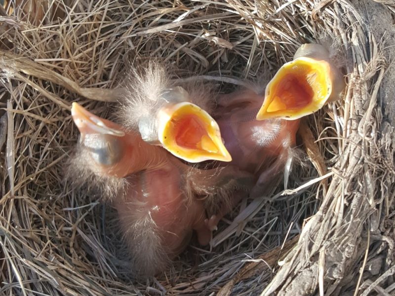 three american robin chicks in a nest
