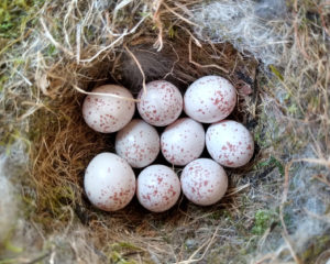 9 small white eggs with brown spots in a moss and fur lines nest