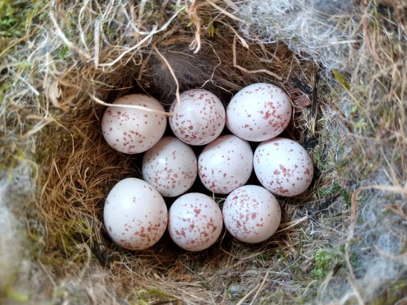 9 small white eggs with brown spots in a moss and fur lines nest