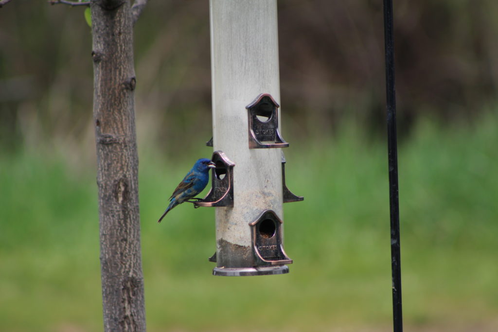 NestWatch | First Blue Grosbeak EVER! - NestWatch