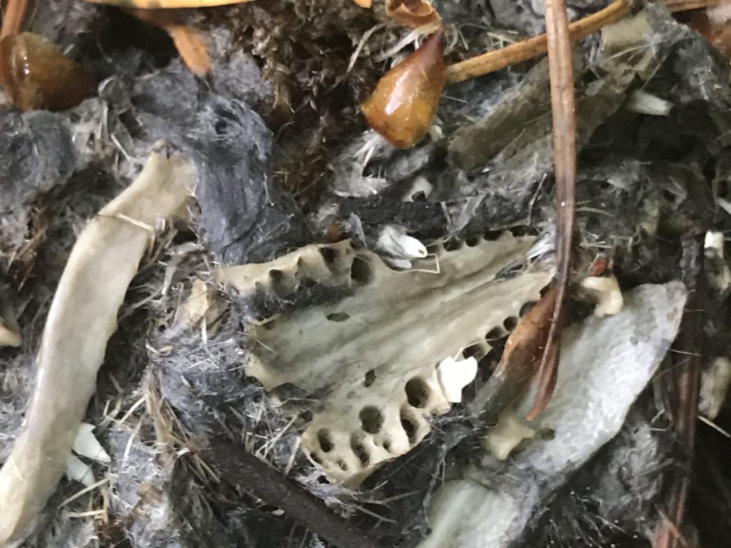 NestWatch Barred Owl Pellet Contents NestWatch