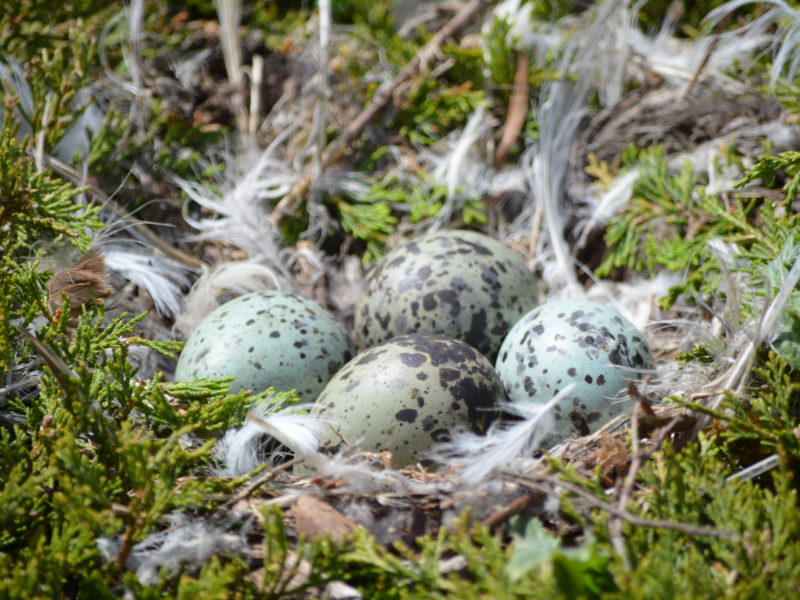 Flour light blue eggs with dark spotting in a nest of moss and hair