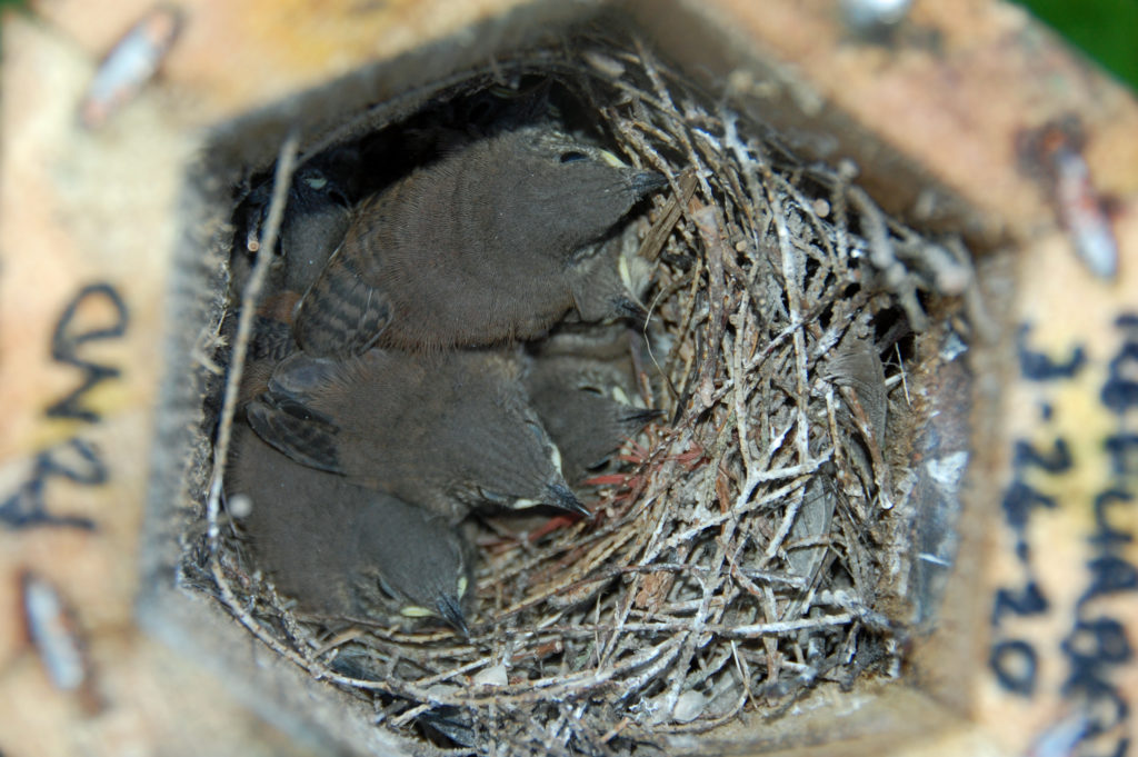 NestWatch | House Wren - From Eggs to Fully Feathered - All Seven