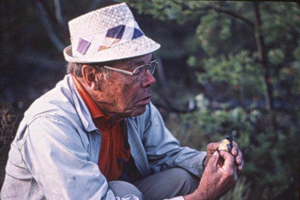 Larry Walkinshaw Banding a Kirtland's Warbler, 1977.