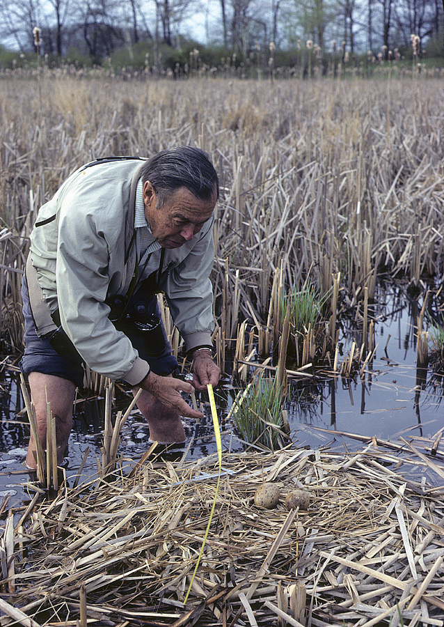 Larry Walkinshaw Measuring a Sandhill Crane Nest, 1980.