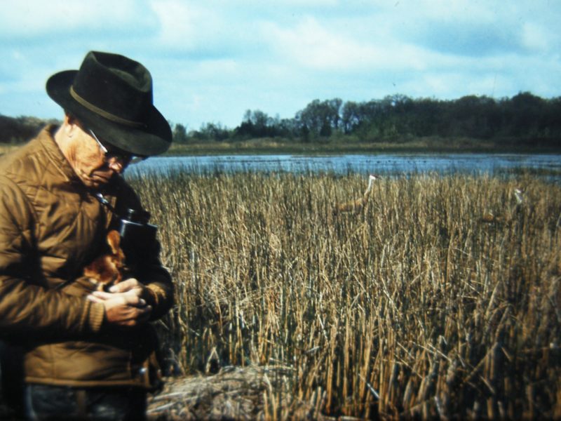 Larry Walkinshaw stands in the marsh holding a young Sandhill Crane while its parents look from afar.