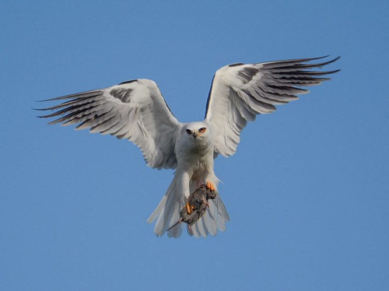 White-tailed Kite in flight with a snake in its talons