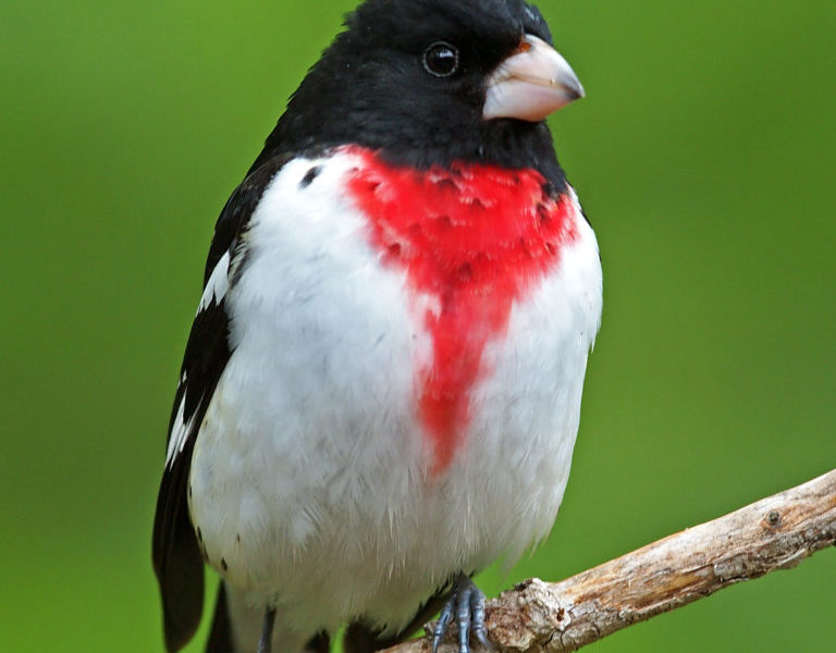 Rose-breasted Grosbeak perched on a branch