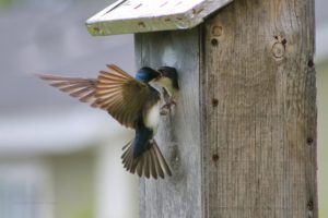 Adult Tree Swallow feeds its nestling at the entrance of a nest box