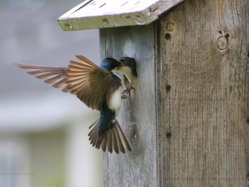 Adult Tree Swallow feeds its nestling at the entrance of a nest box