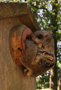 Southern Flying Squirrel perched at a nest box entrance hole