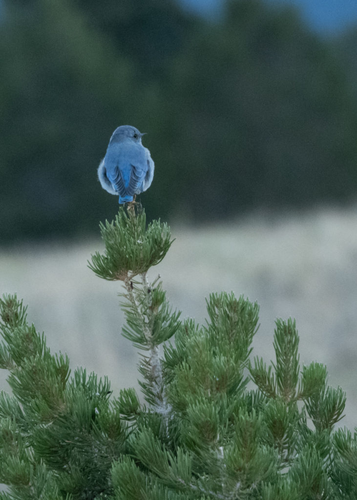 NestWatch  Mountain Bluebird - NestWatch