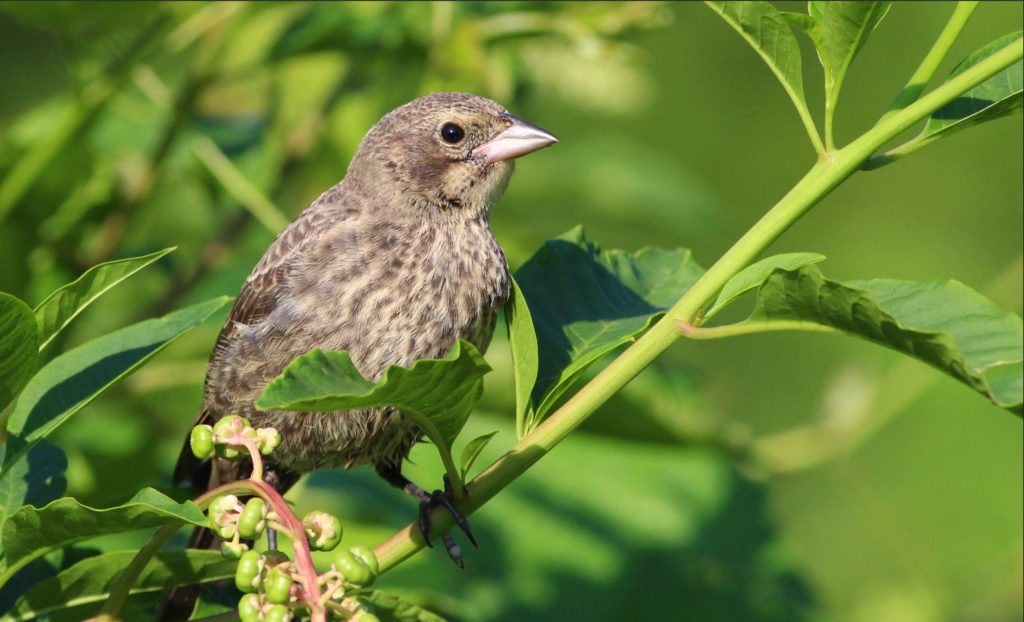 Female Brown-headed Cowbird perched in plant