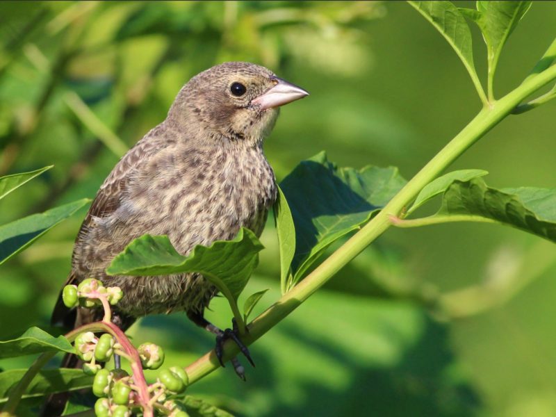 Female Brown-headed Cowbird perched in plant