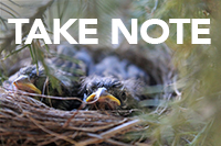 Chipping Sparrow nestlings in a nest, with the words "take note" overlaid on the image.