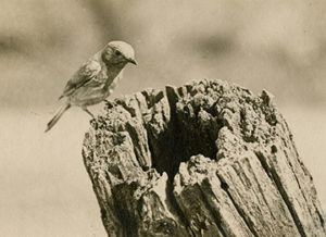 historical photo of an eastern bluebird on a stump