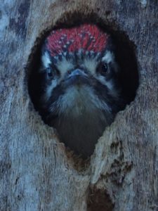 Woodpecker sticking just its head out of a tree cavity