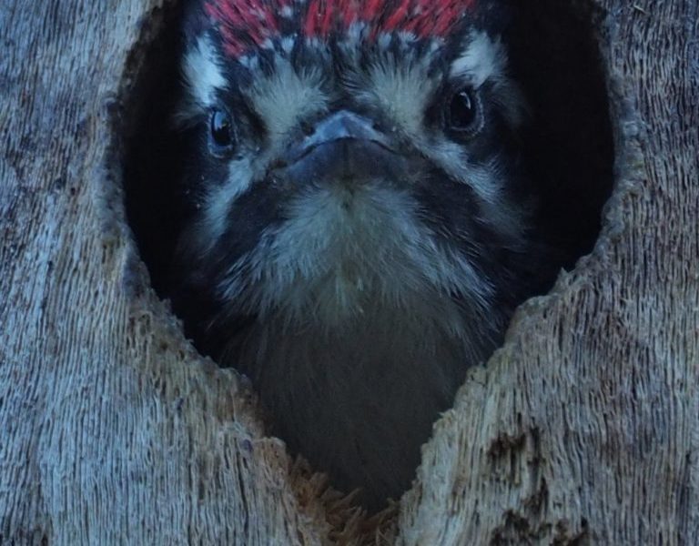 Woodpecker sticking just its head out of a tree cavity