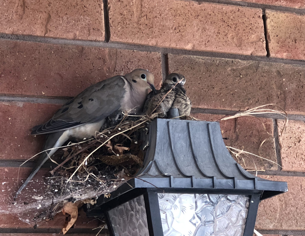 Neighbors On Their Nest