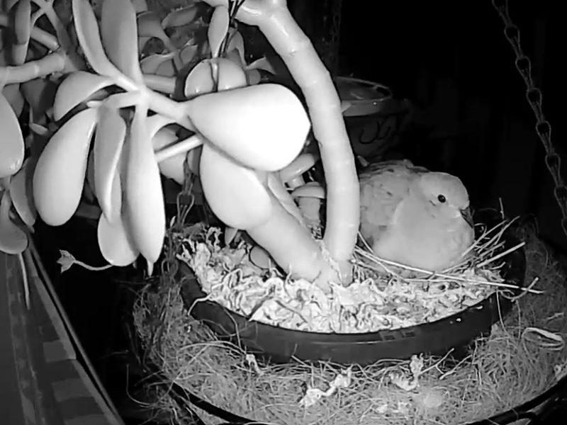 a black and white infrared image of a mourning dove on a nest in a pot with a jade plant, at night