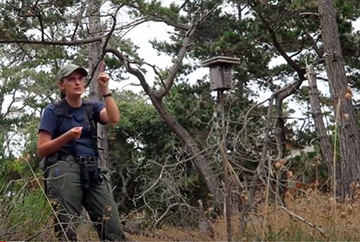 Amanda Preece stands next to a nest box at one of Asilomar State Park's trails.