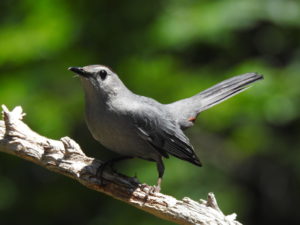 Gray Catbird on a tree branch