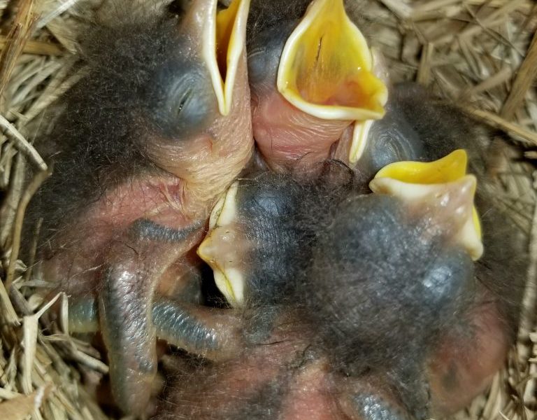 young bluebird nestlings in a nest